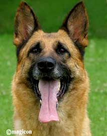 German Shepherd brood bitch