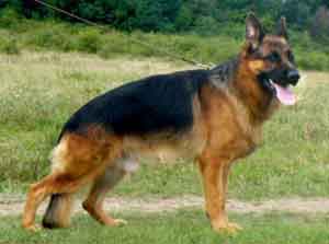 large male german shepherd