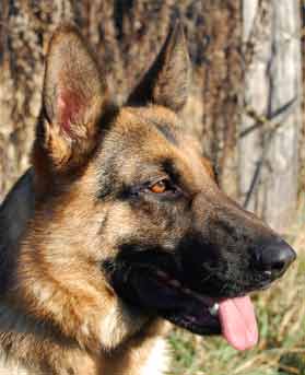 Willow des Angesgardiens