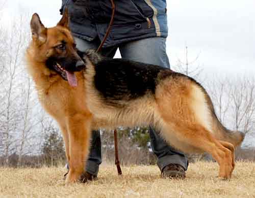 Xena des AngesGardiens