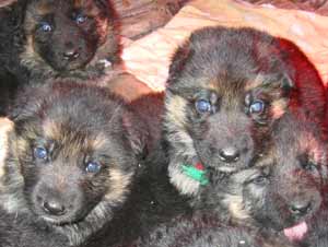 Chiots berger allemand