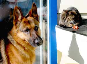 Berger allemand et chat