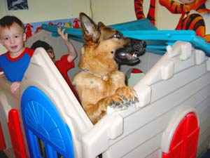 German shepherds dog playing with children