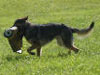 german shepherd obedience