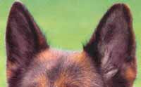 german shepherd ears