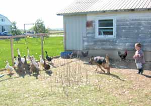 german shepherd herding geese