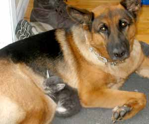 German shepherd with sleeping kitten