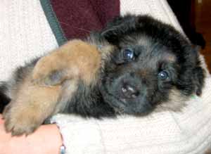 german shepherd puppy