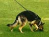 tracking german shepherd