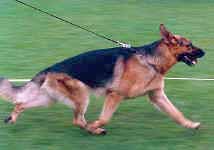 Picture of a German Shepherd gaiting