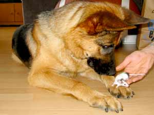 German shepherd playing with mouse
