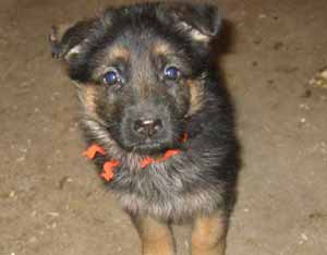 Cute German Shpherd puppy
