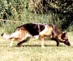tracking german shepherd